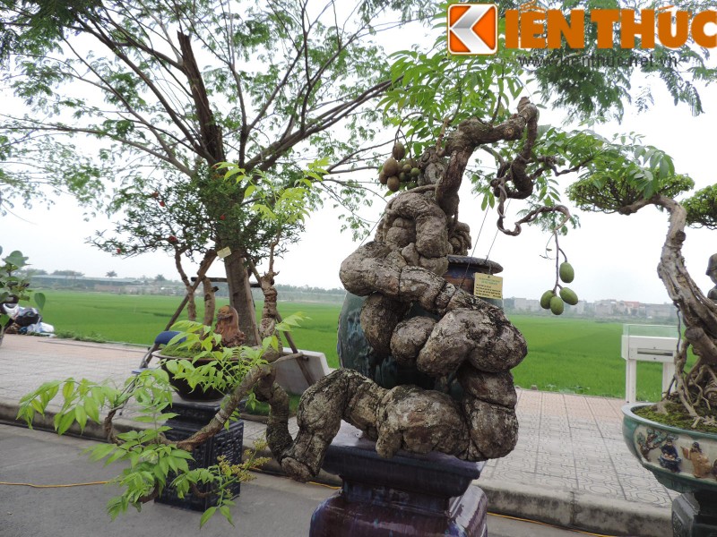 Choang vang dan cay canh gia khung do ve Ha Noi-Hinh-3